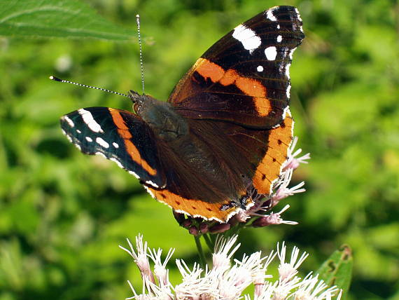 babôčka admirálska Vanessa atalanta