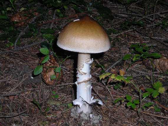 muchotrávka umbrovožltá Amanita battarrae (Boud.) Bon