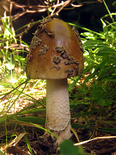 muchotrávka chrastavá Amanita ceciliae (Berk. & Broome) Bas