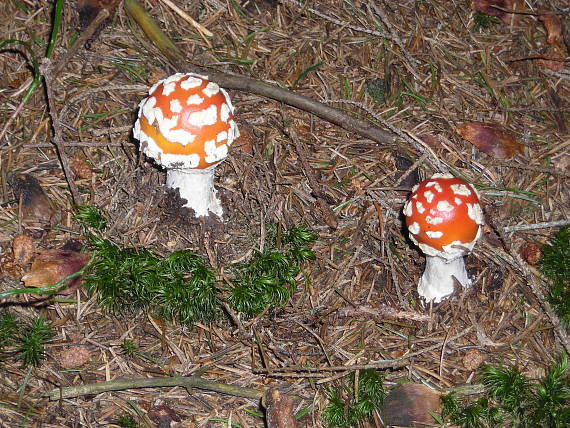 muchotrávky Amanita muscaria (L.) Lam.