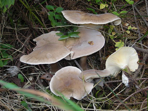 strmuľka kyjakovitá Ampulloclitocybe clavipes (Pers.) Redhead, Lutzoni, Moncalvo & Vilgalys