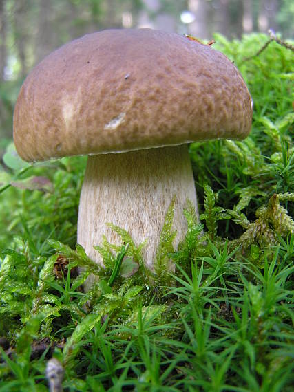 hřib smrkový Boletus edulis Bull.