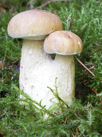 hríb smrekový Boletus edulis Bull.