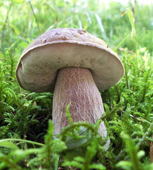 hríb smrekový Boletus edulis Bull.