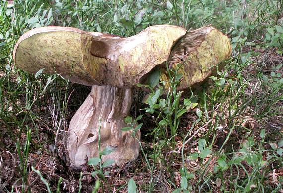 hríb smrekový Boletus edulis Bull.