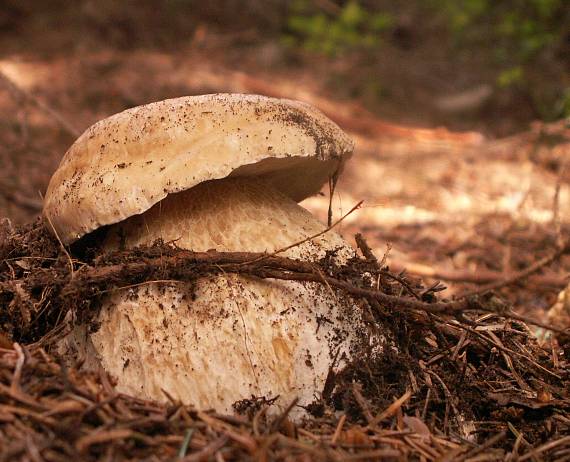 hríb smrekový Boletus edulis Bull.