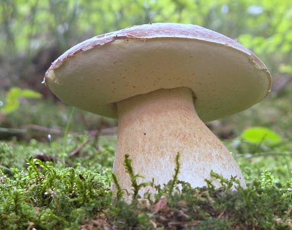 hríb smrekový Boletus edulis Bull.