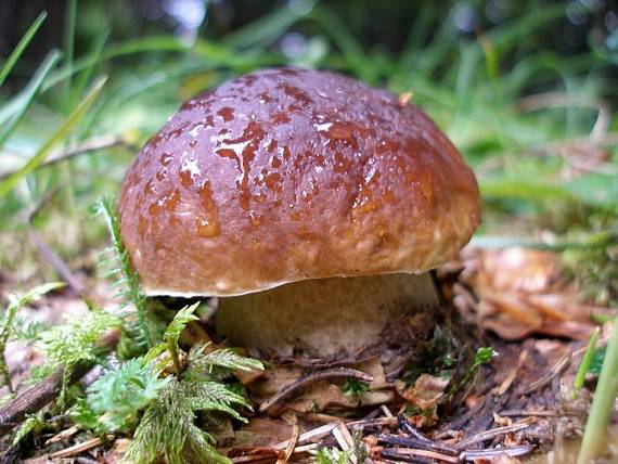 hríb smrekový Boletus edulis Bull.