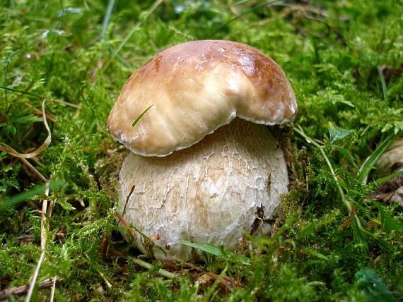 hríb smrekový Boletus edulis Bull.