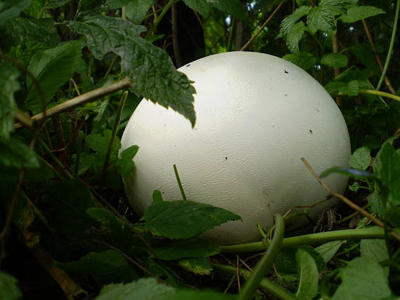 vatovec obrovský Calvatia gigantea (Batsch) Lloyd