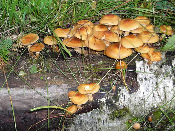 šupinovka menlivá Kuehneromyces mutabilis (Schaeff.) Singer & A.H. Sm.