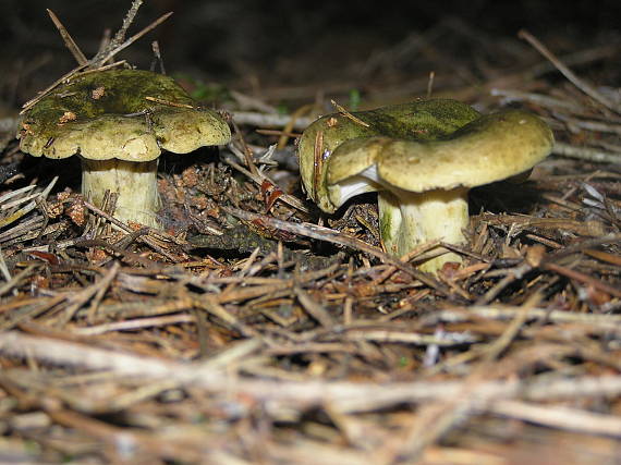 ryzec šeredný Lactarius necator (Bull.) Pers.