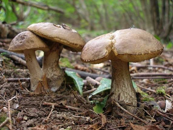 kozák hrabový Leccinum pseudoscabrum (Kallenb.) Šutara