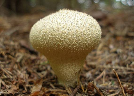 prášnica bradavičnatá Lycoperdon perlatum Pers.