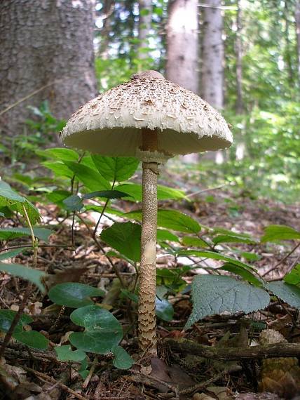 bedľa vysoká Macrolepiota procera (Scop.) Singer