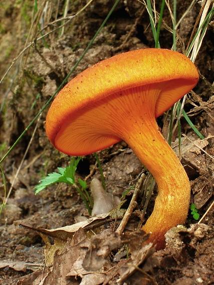 kališník hnedooranžový Omphalotus olearius (DC.) Singer