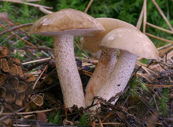 masliak biely Suillus placidus (Bonord.) Singer