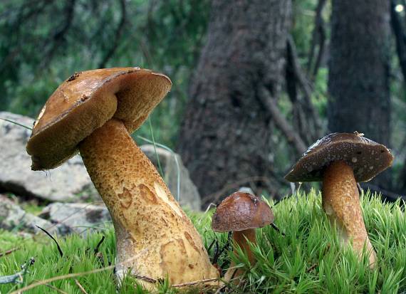 masliak strakatý Suillus variegatus (Sw.) Kuntze