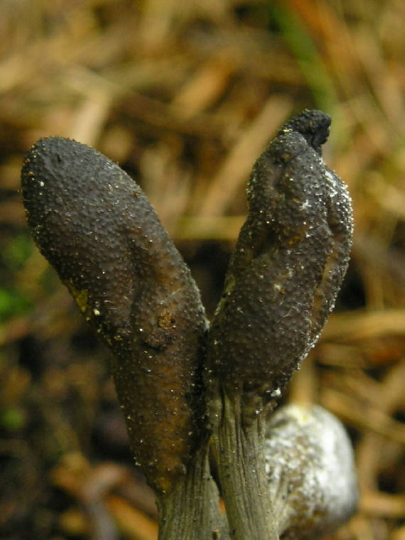 žezlovka srnková Tolypocladium ophioglossoides (J.F. Gmel.) Quandt, Kepler & Spatafora