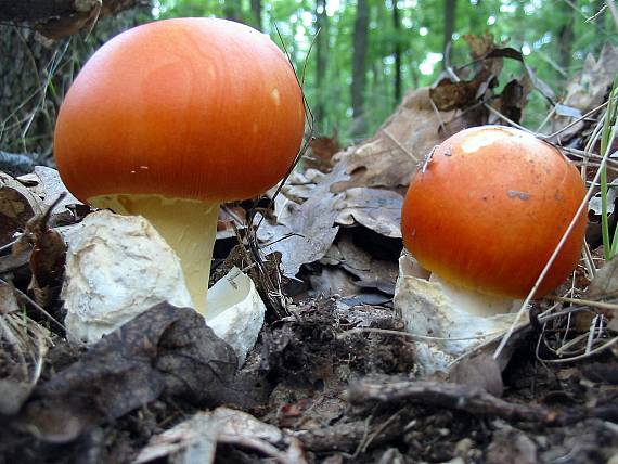 muchotrávka cisárska Amanita caesarea (Scop.) Pers.