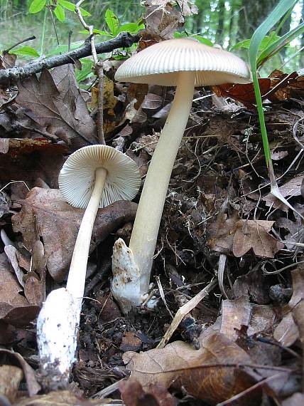 muchotrávka pošvatá Amanita vaginata (Bull.) Lam.