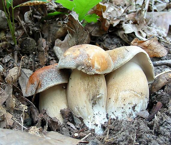 hríb bronzový Boletus aereus Bull. ex Fr.