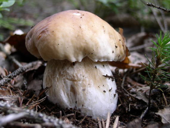 hřib smrkový - Hríb smrekový Boletus edulis Bull.