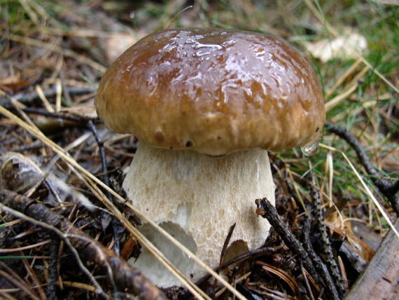 hřib smrkový - Hríb smrekový Boletus edulis Bull.