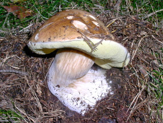 hřib smrkový - Hríb smrekový Boletus edulis Bull.