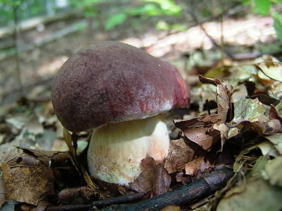 hríb sosnový Boletus pinophilus Pil. et Dermek in Pil.