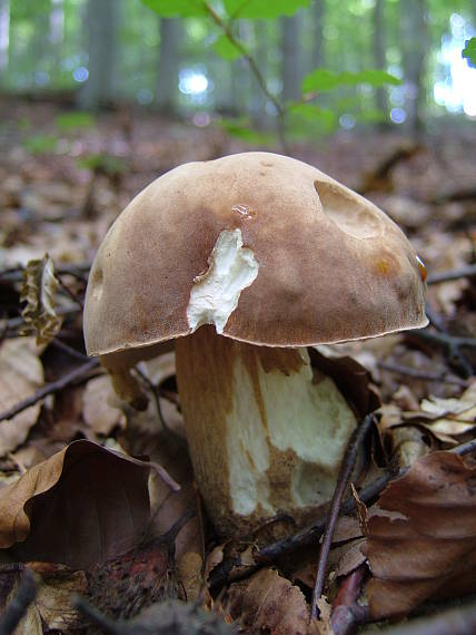 dubak Boletus reticulatus Schaeff.