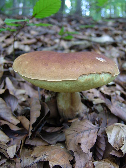 dubak Boletus reticulatus Schaeff.