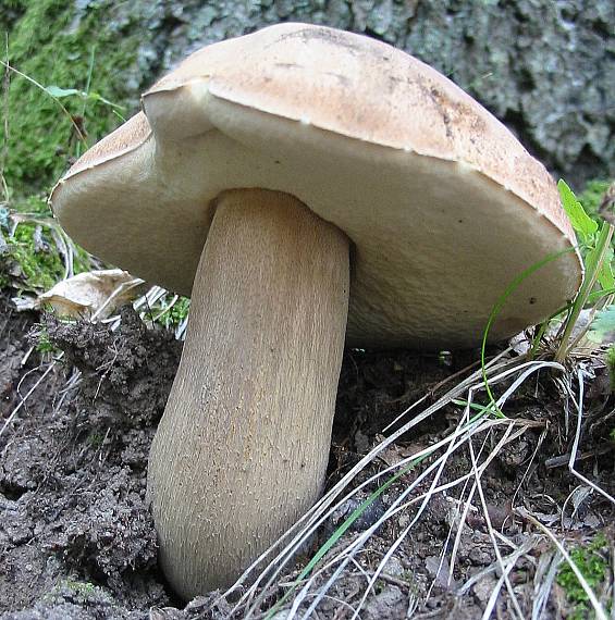 hríb dubový Boletus reticulatus Schaeff.