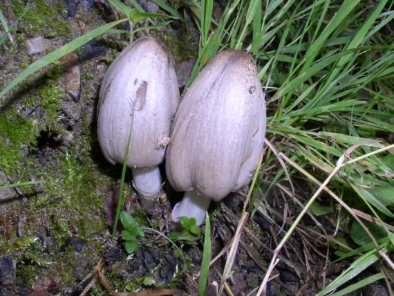 hnojník inkoustový - Hnojník atramentový Coprinopsis atramentaria (Bull.) Redhead, Vilgalys & Moncalvo