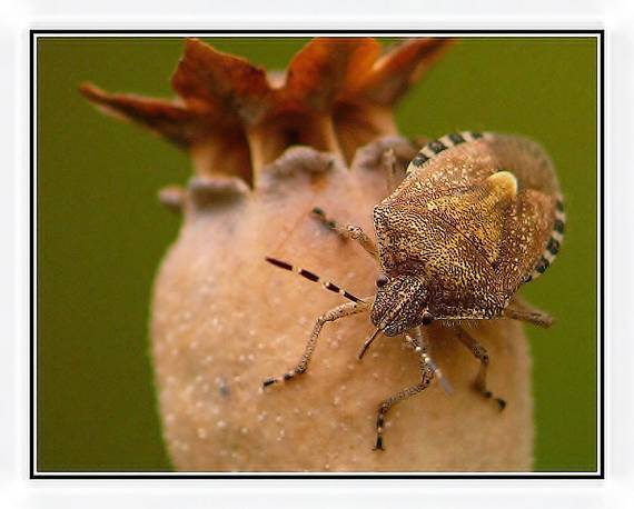 bzdocha obyčajna Dolycoris baccarum