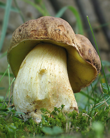 hríb jamkatý Hemileccinum depilatum (Redeuilh) Šutara