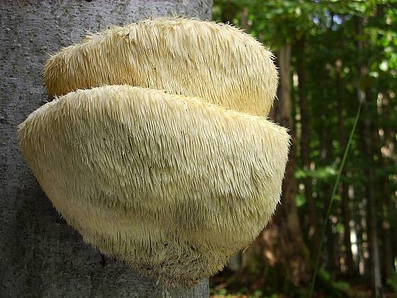 koralovec ježovitý Hericium erinaceus (Bull.) Pers.