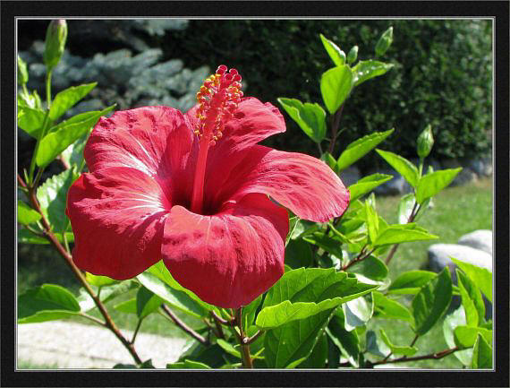 ibištek čínsky Hibiscus rosa sinensis