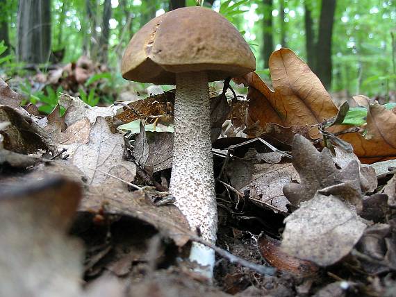 kozák hrabový Leccinum pseudoscabrum (Kallenb.) Šutara