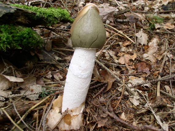 hadovka smrdutá - Hadovka smradľavá Phallus impudicus L.