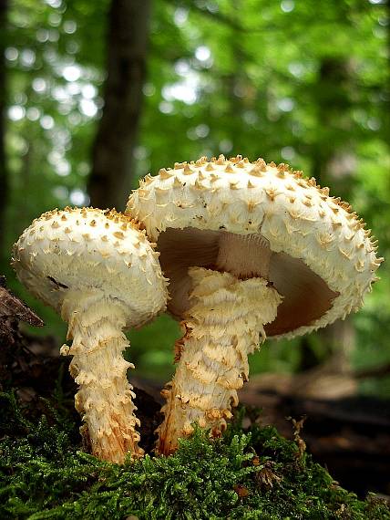 šupinovka bledookrajová Pholiota squarrosoides (Peck) Sacc.