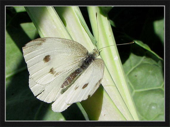 mlynárik repový Pieris rapae