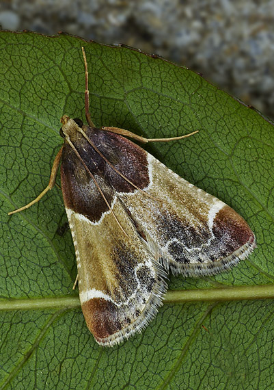 vijačka domová Pyralis farinalis