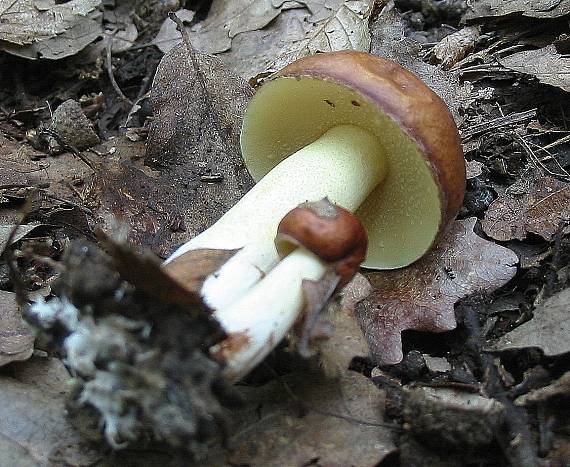 masliak obyčajný Suillus luteus (L.) Roussel