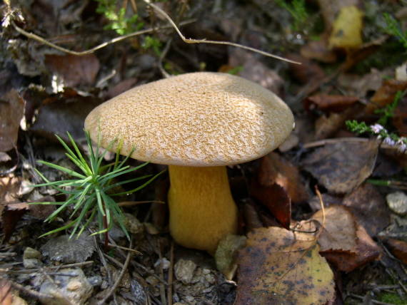 hřib strakoš - Masliak strakatý Suillus variegatus (Sw.) Kuntze