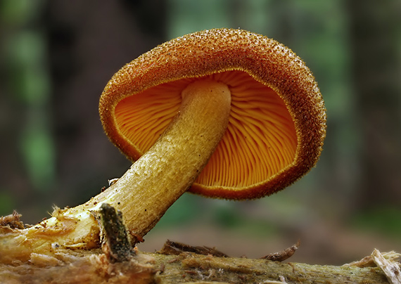 čírovec ozdobný Tricholomopsis decora (Fr.) Singer