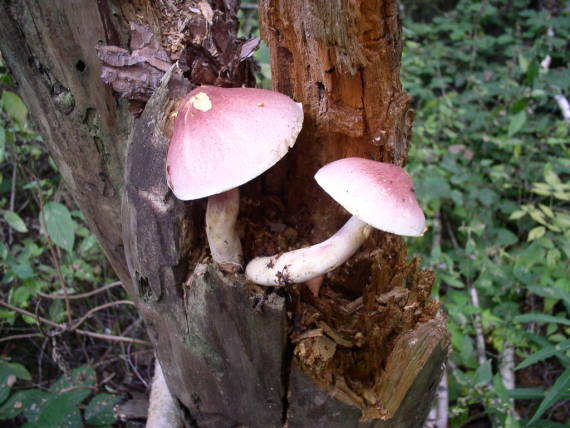 šafránka červenožlutá - Čírovec červenožltý Tricholomopsis rutilans (Schaeff.) Singer