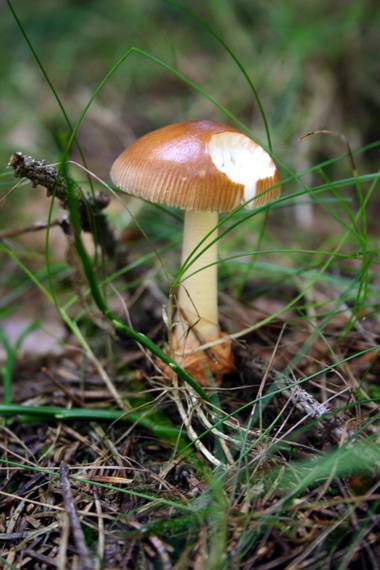 muchotrávka plavohnedá Amanita fulva Fr.