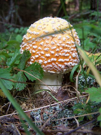 muchotrávka červená Amanita muscaria (L.) Lam.