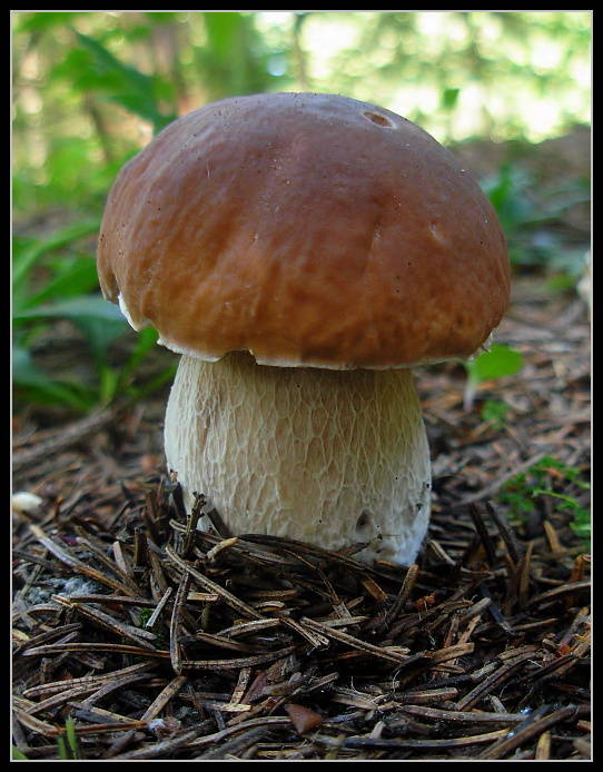 hríb smrekový Boletus edulis Bull.